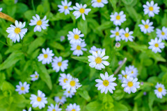 お花を上から撮っただけ