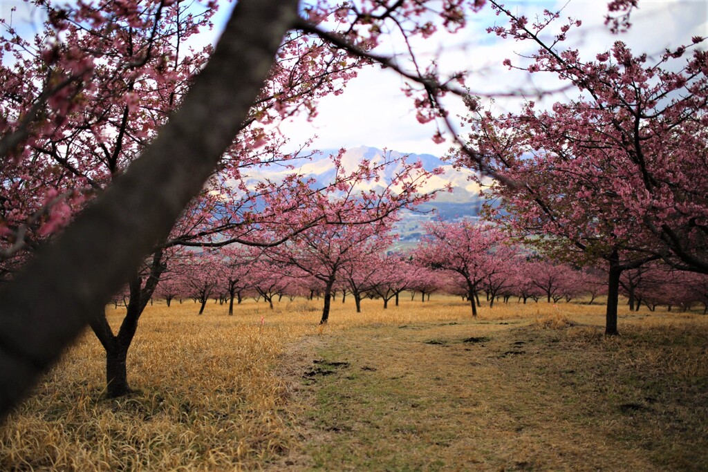 河津桜