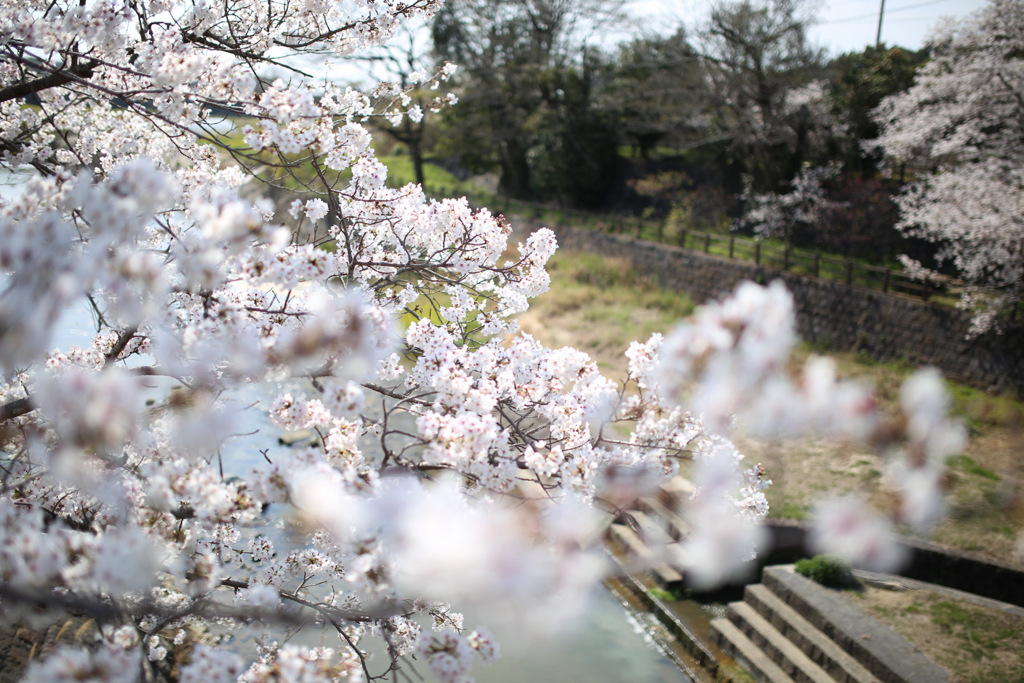 桜モフモフ