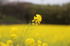 菜の花