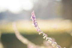 Flower 01