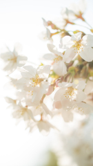 Flower 02