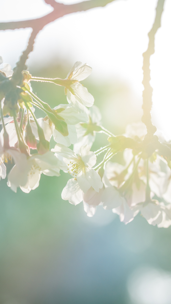 Flower 03