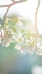 Flower 03