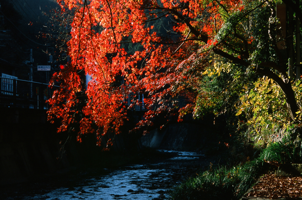 紅葉