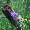 The Cornflower
