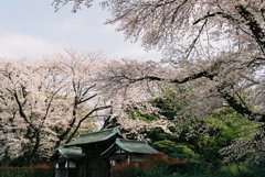 The Sakura Gate