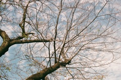 cirrocumulus