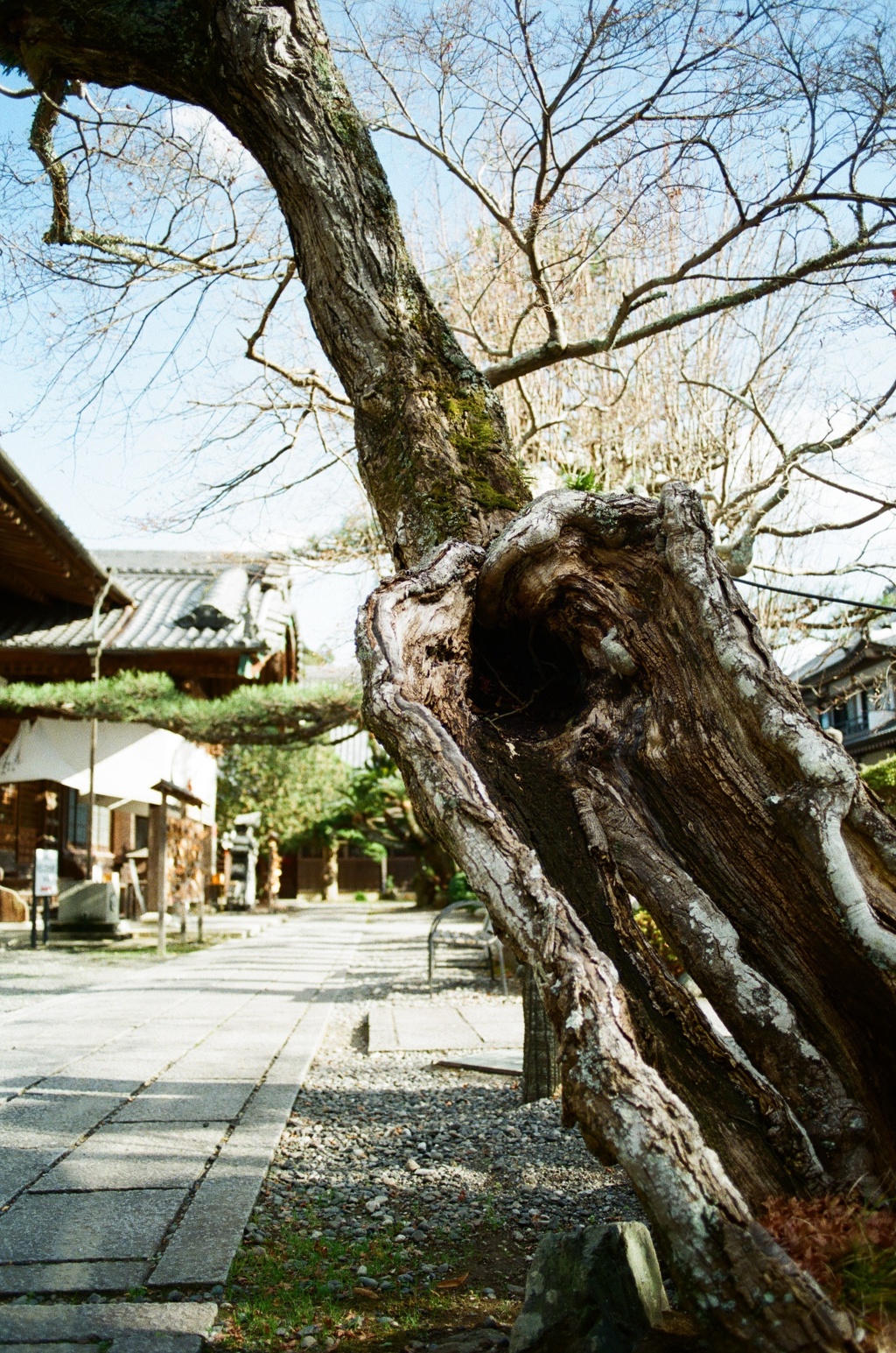 穴の空いた木