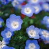The Nemophila