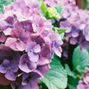 The hydrangea 4