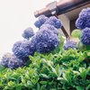 The hydrangea 2
