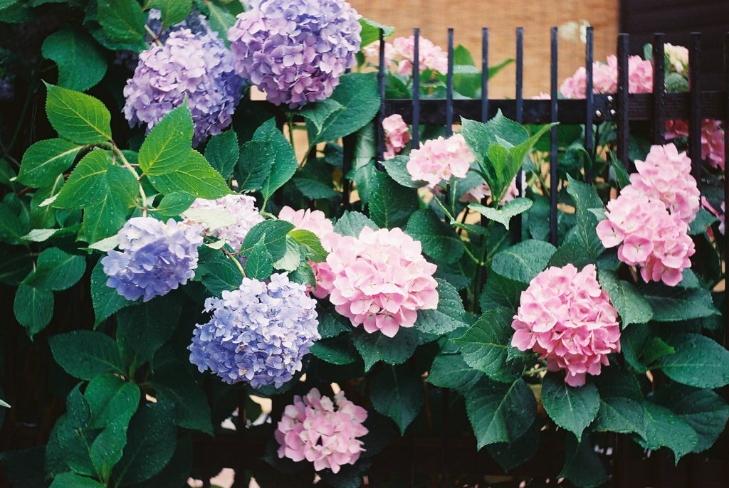 The hydrangea