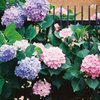 The hydrangea