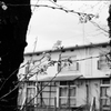 The cherry blossoms of the ruins