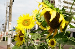 The sunflower