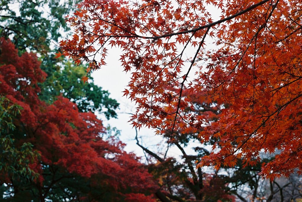 Japanese maples -autumn colors-