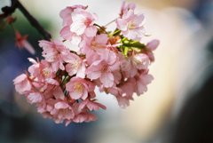 The sakura