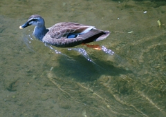 The eastern spot-billed duck