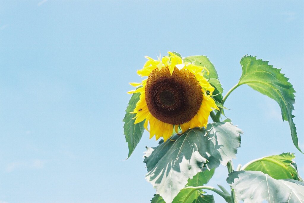 Even sunflowers feel hot today