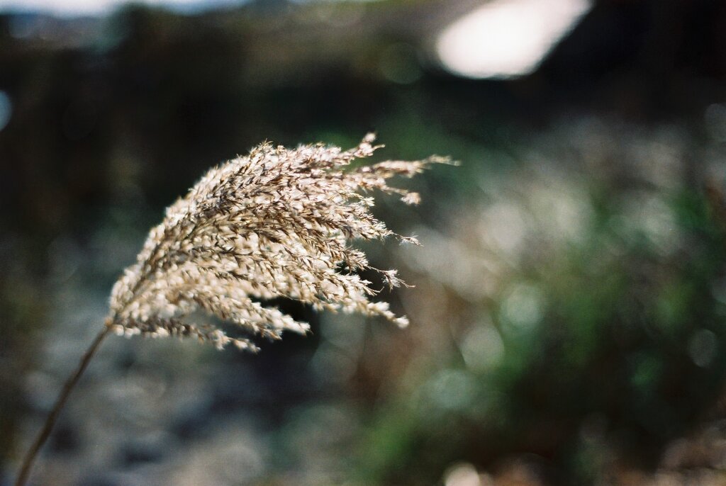 susuki grass