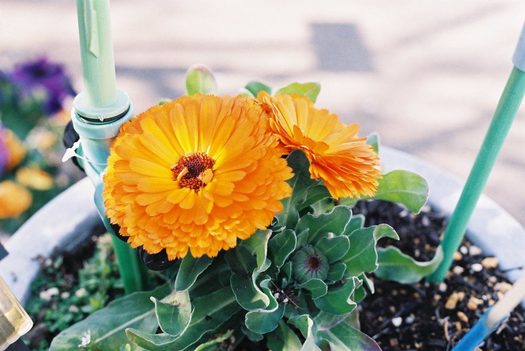 The Calendula