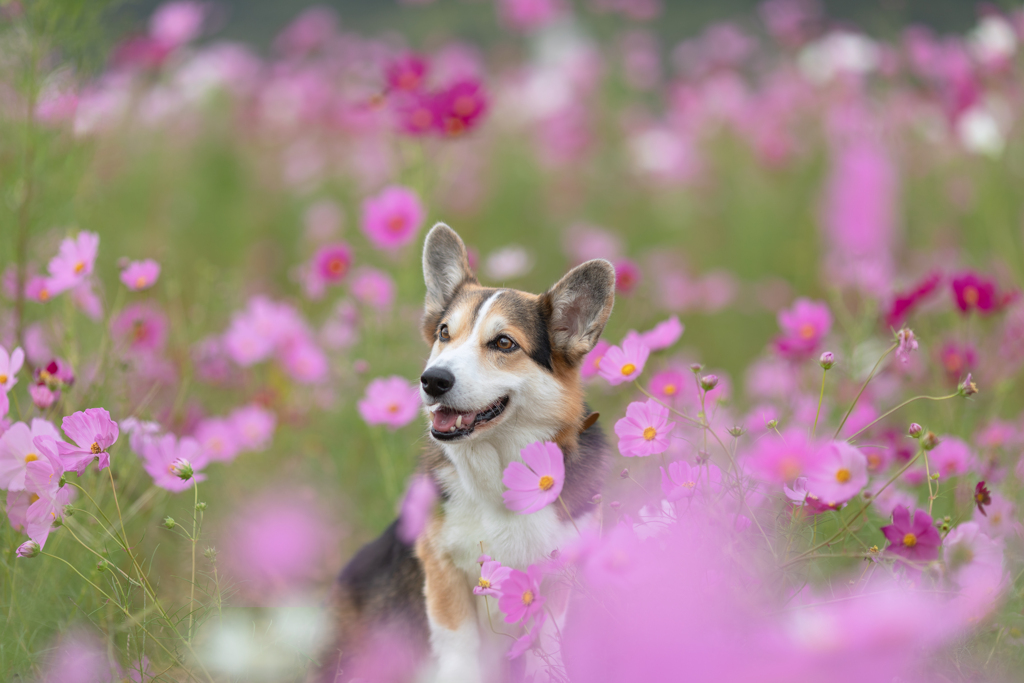 秋桜の頃