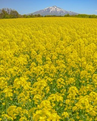 菜の花と岩木山