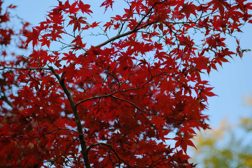 紅葉