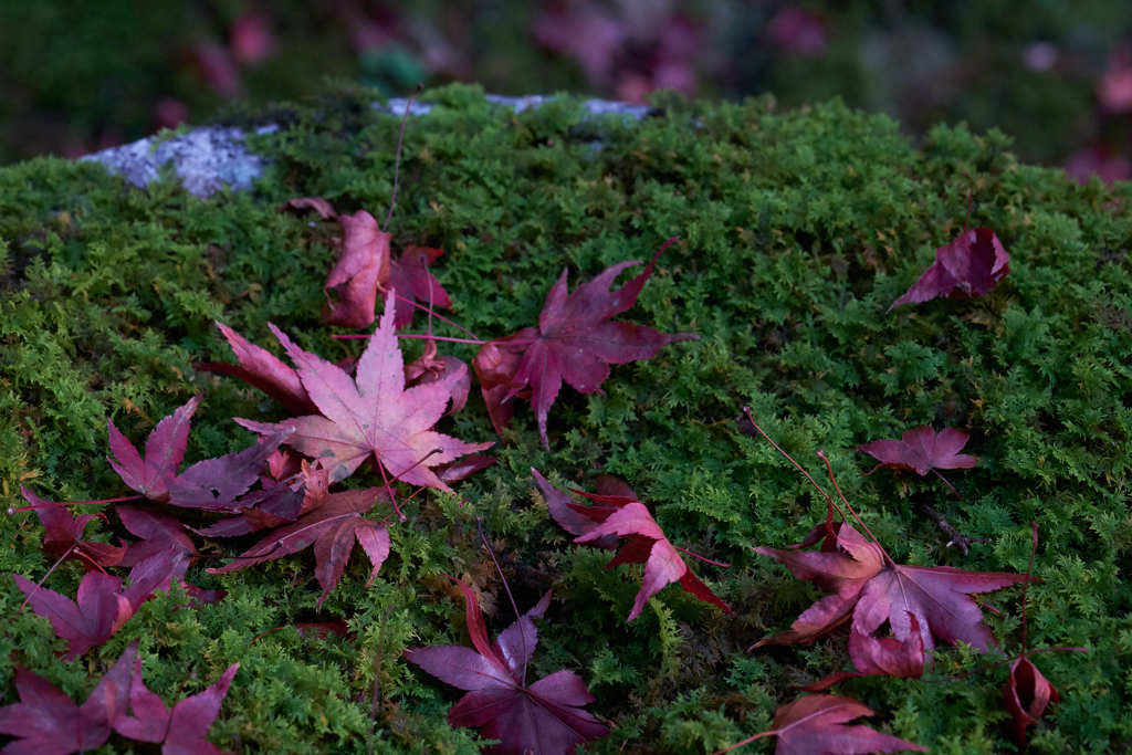 苔紅葉