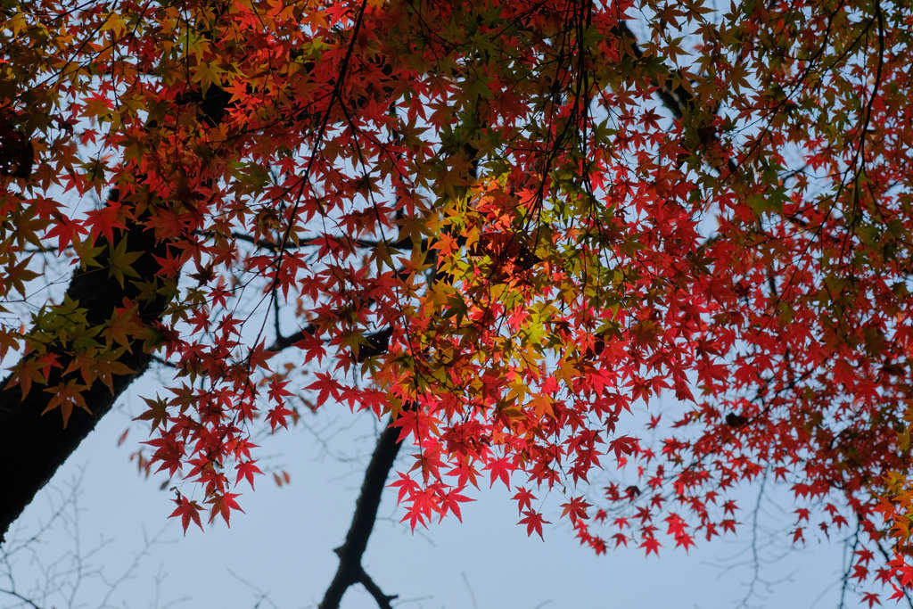 混ざり紅葉