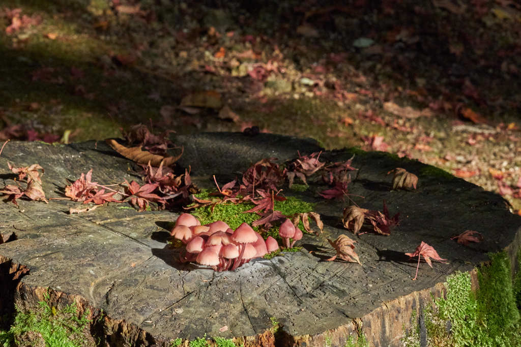 切り株きのこ
