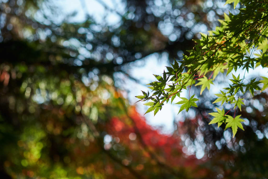 緑紅葉
