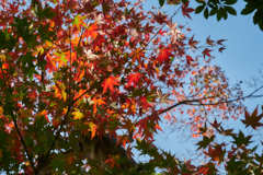 空紅葉