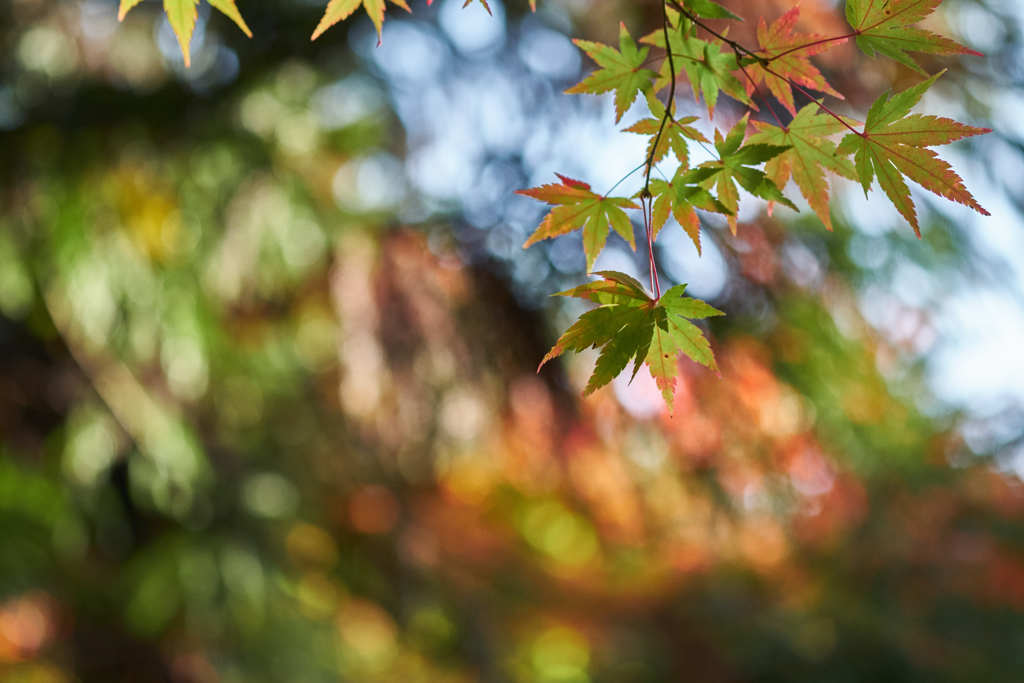 まだら紅葉