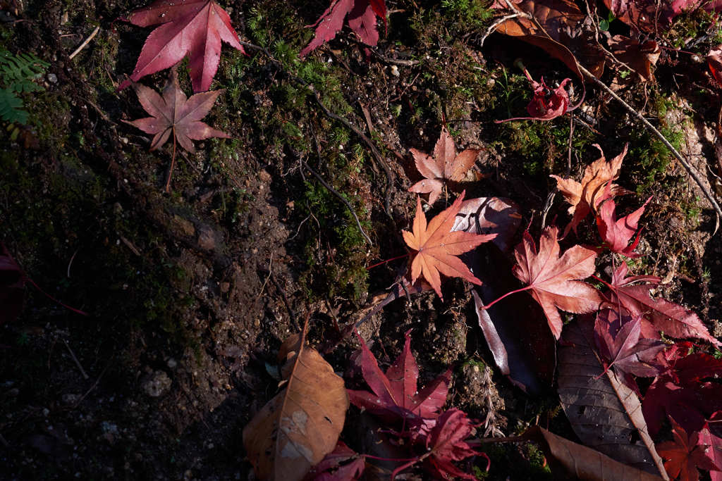 落葉紅葉