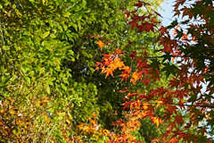 紅葉