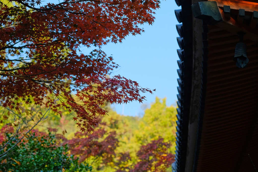紅葉と屋根