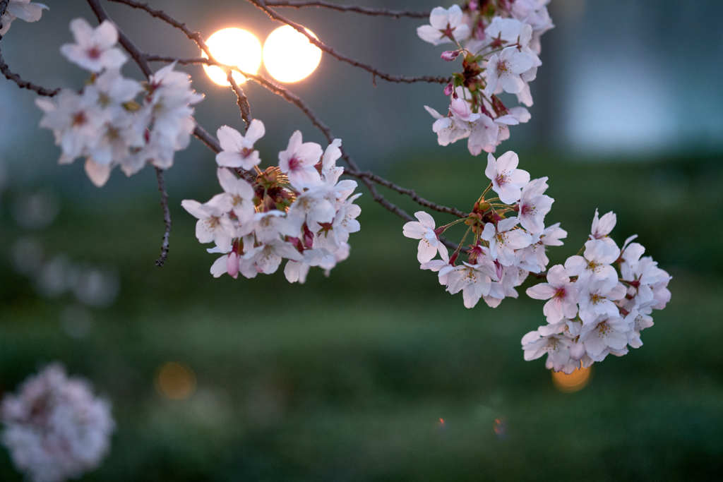 宵桜