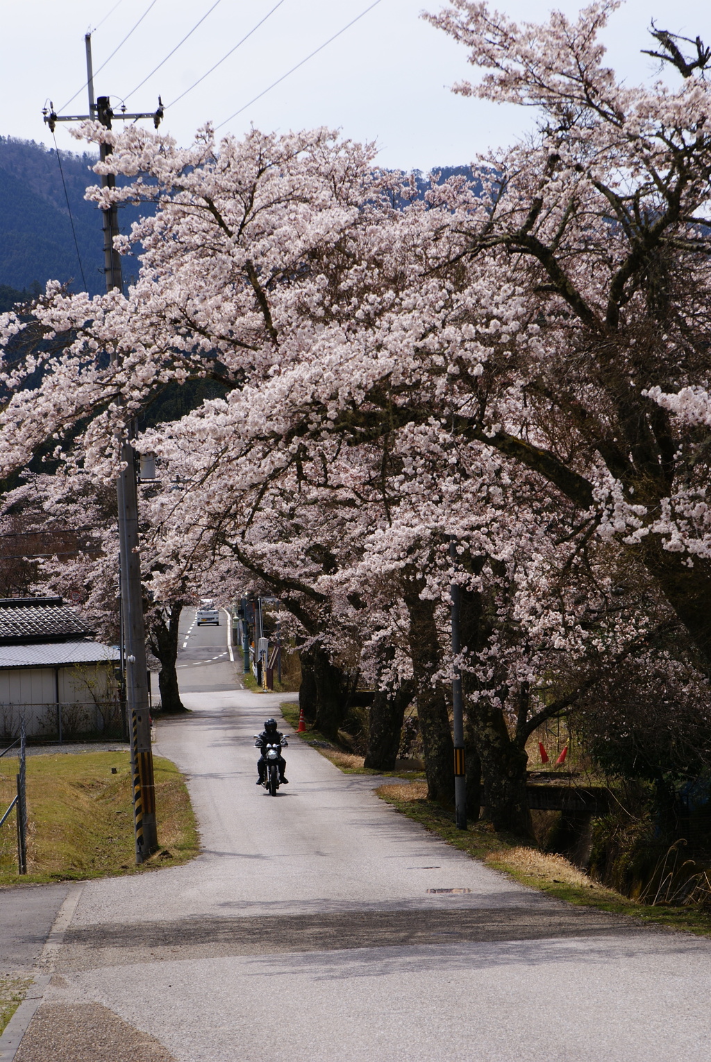 桜とバイク