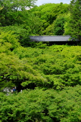 青もみじの海