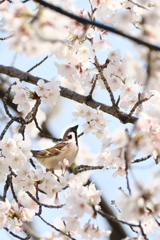 春よ、続け