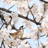 春よ、続け
