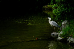 円山公園・ひょうたん池