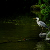 円山公園・ひょうたん池