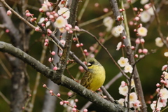 春はもうすぐ