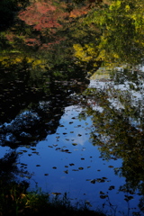 京都府立植物園1