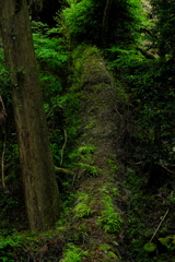 倒木が苔むして緑の道