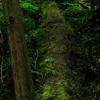 倒木が苔むして緑の道