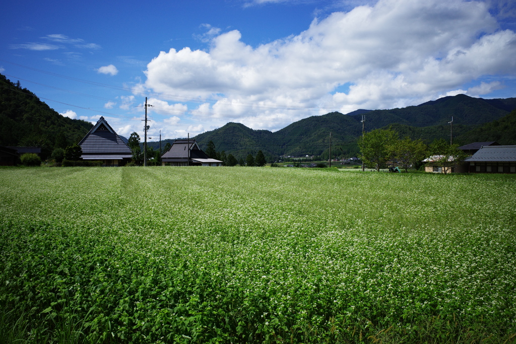 蕎麦の花